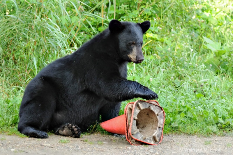 Black Bear Cub Playing