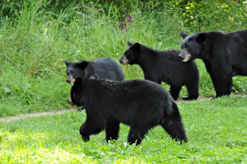 Black Bear Family