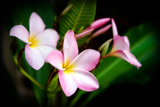 Plumerias in Bloom