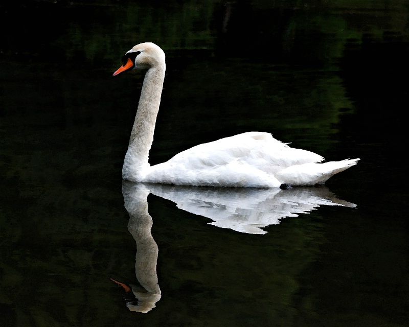 watercolor swan