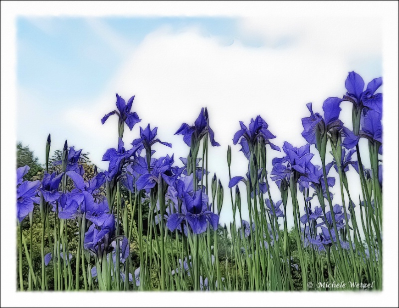 Garden of Irises