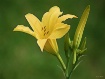 Yellow  Lily