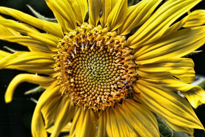 Yellow Sunflower