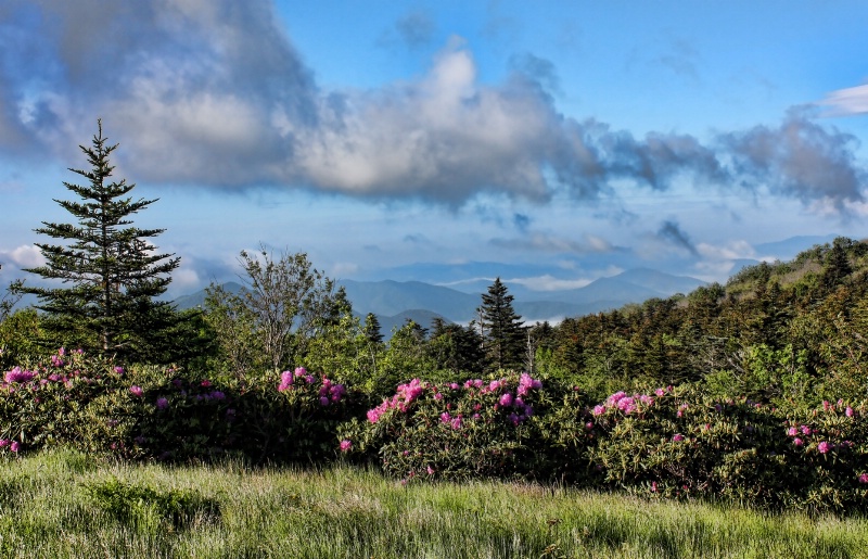Roan Mountain