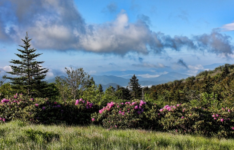 Roan Mountain