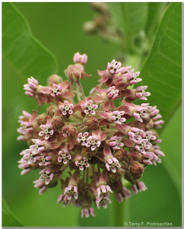 Abundant Burst of Spring