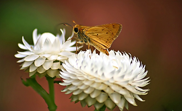 Skipper Butterfly on Strawflower