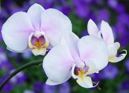 Summer Orchids