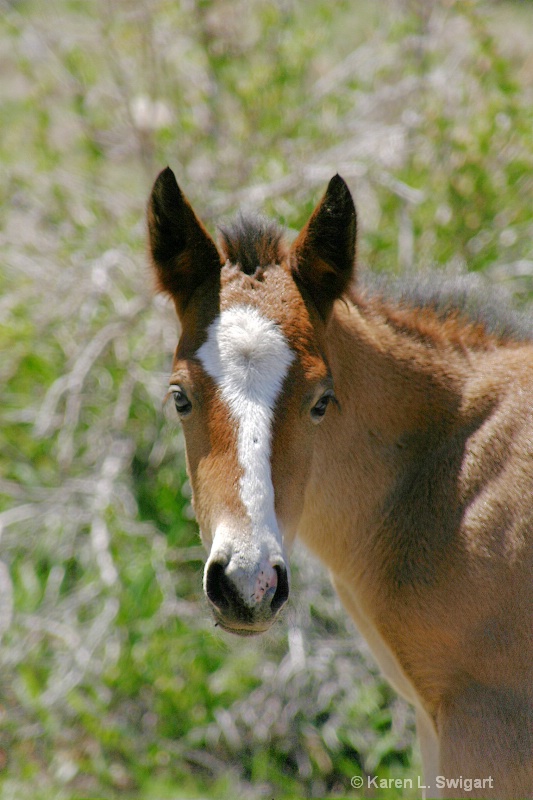 Wild Foal in Nevada