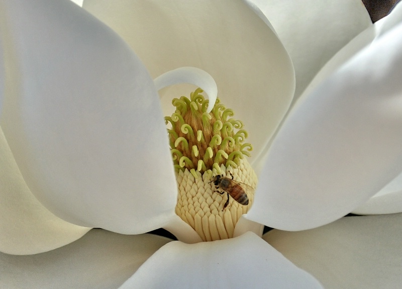 Magnolia Blossom & A Bee