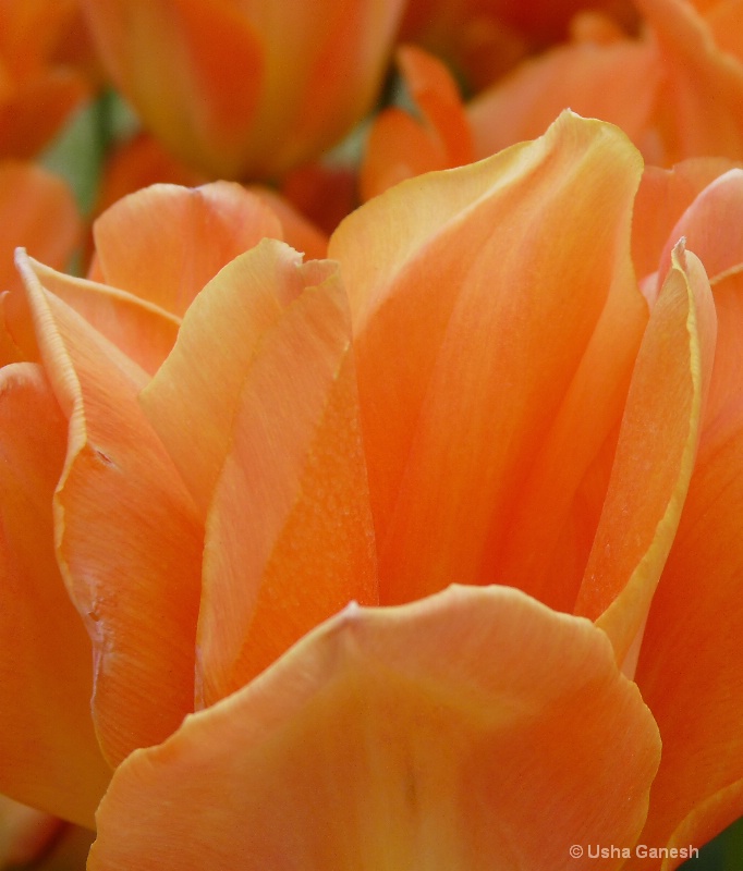 Tangerine Tulip Petals