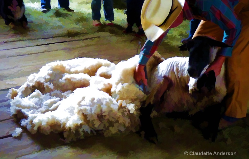 Fleece from a Sheep