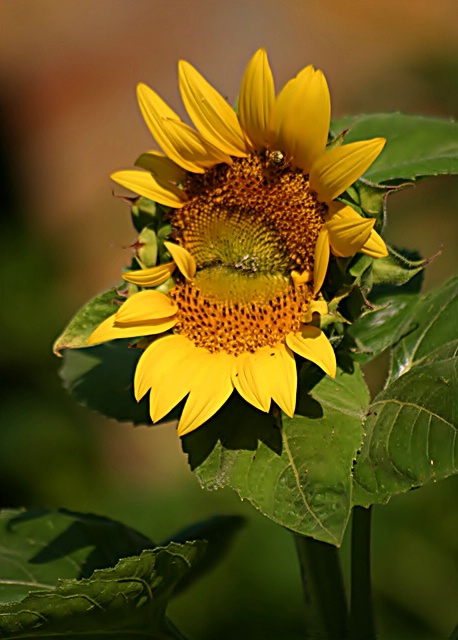 Unusual Shaped  Sunflower