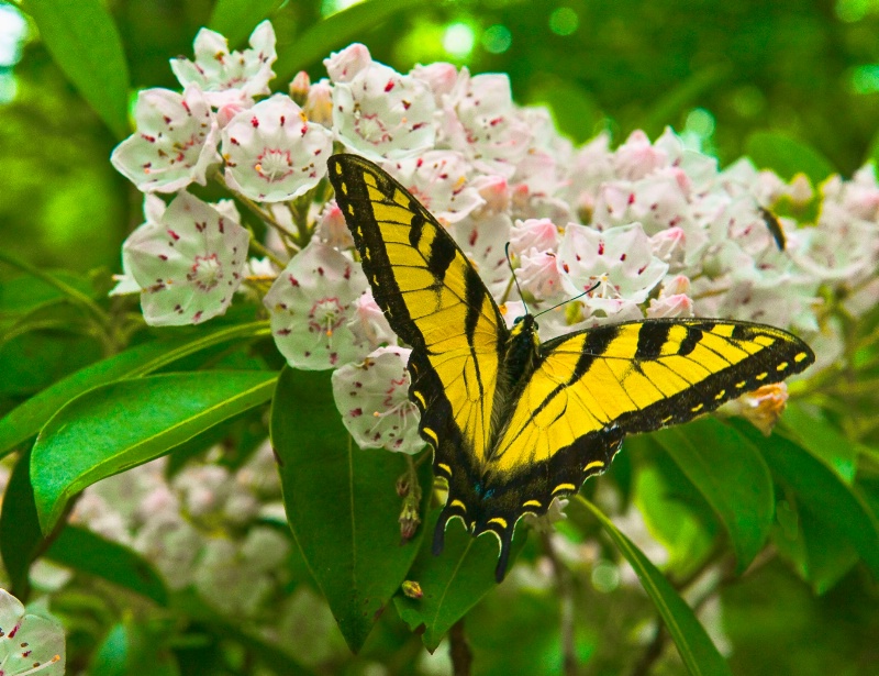 Another Butterfly on the Mt Laurel