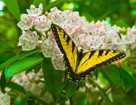 Another Butterfly on the Mt Laurel