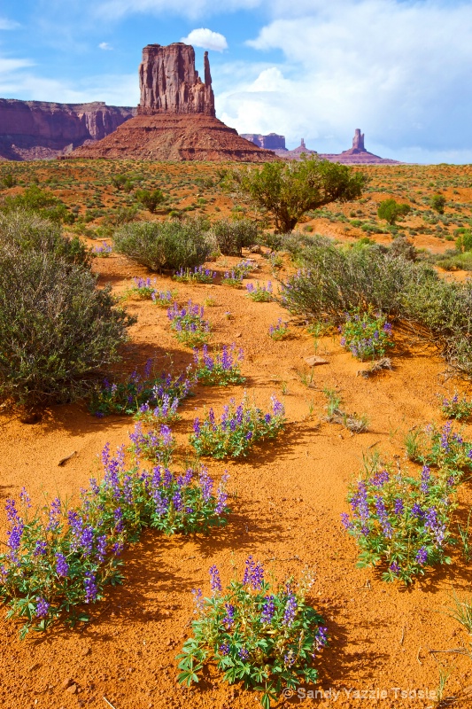Wild Desert Blossoms