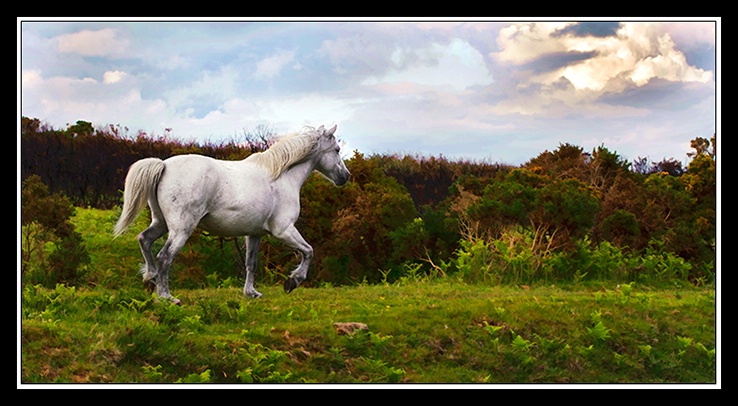Wild Horse in Devon, England