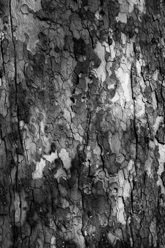 The Sycamore in Black & White