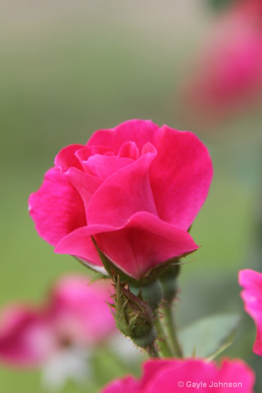 l6 - pink rose