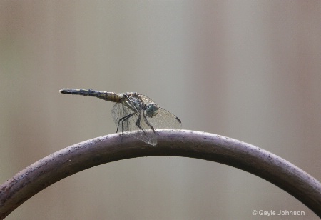 l6 dragonfly
