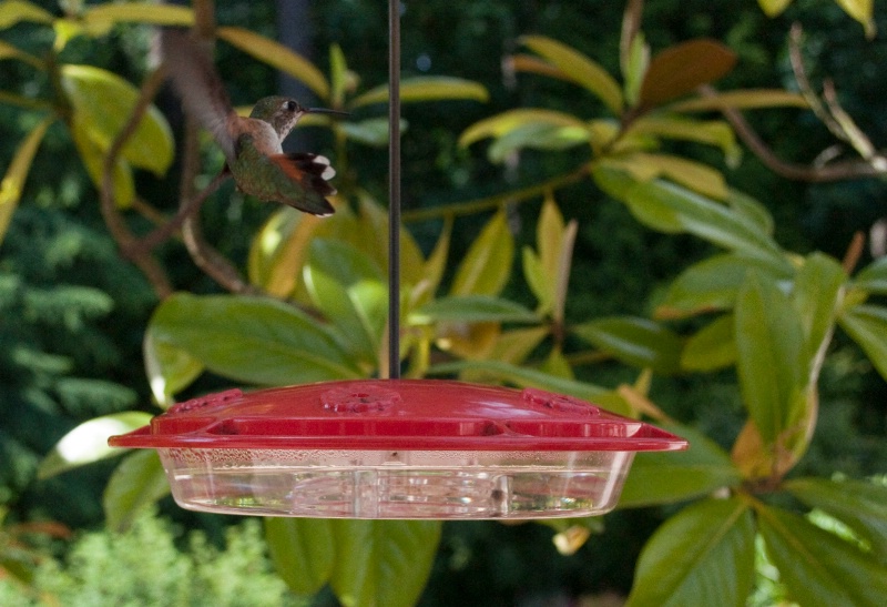 hummingbird 5