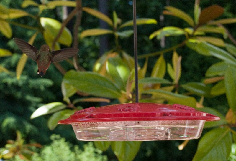 hummingbird 6