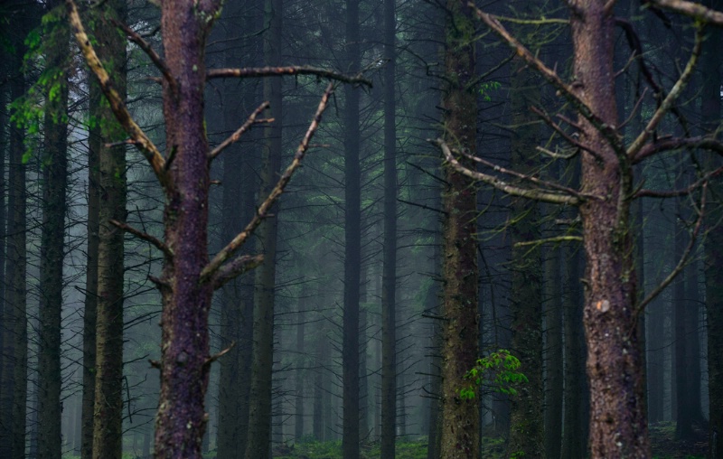 Forest in Devonshire, England