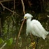 Snowy white egret - ID: 10314235 © Deb. Hayes Zimmerman