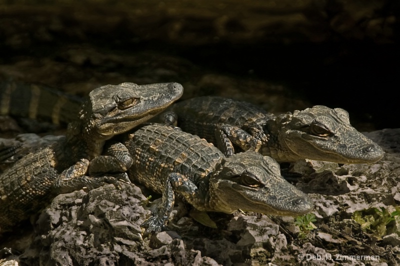 Recharging Baby Gators - ID: 10314261 © Deb. Hayes Zimmerman