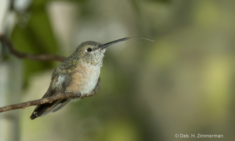 Young Broadtail hummer tasting the air - ID: 10314270 © Deb. Hayes Zimmerman