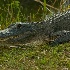 Loop Rd. alligator close-up - ID: 10314276 © Deb. Hayes Zimmerman