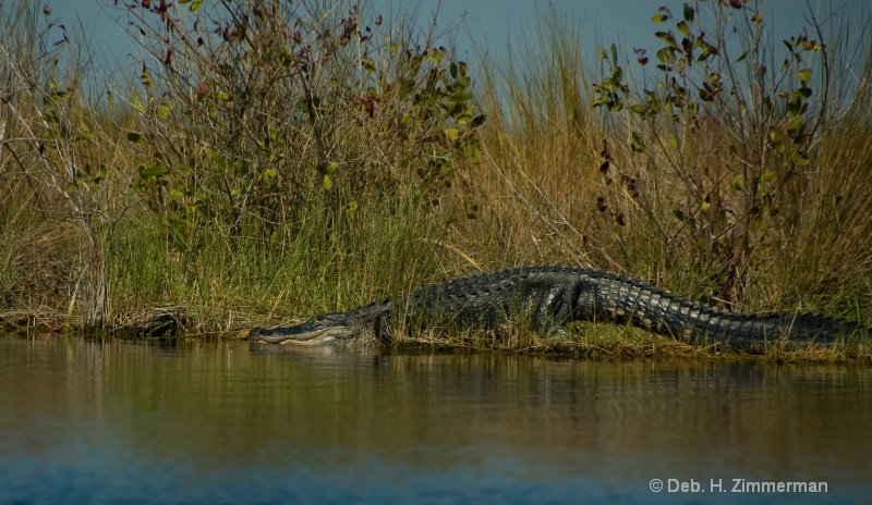 Slip sliding away gator - ID: 10314292 © Deb. Hayes Zimmerman