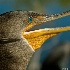 Head shot of a Double Crested Cormorant - ID: 10314337 © Deb. Hayes Zimmerman