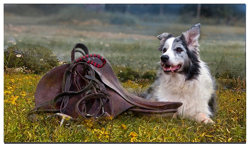 My Masters Saddle, the Tool of his trade!