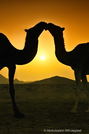 Camels love