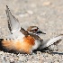 2Broken Wing Trick - ID: 10315445 © Kathy Salerni