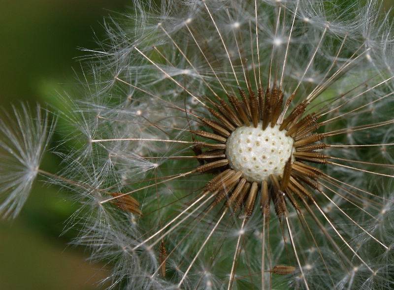 Dandilion