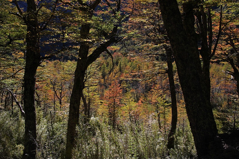 Fall foliage highlights and shadowed tree trunks