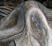 Whalebones 2