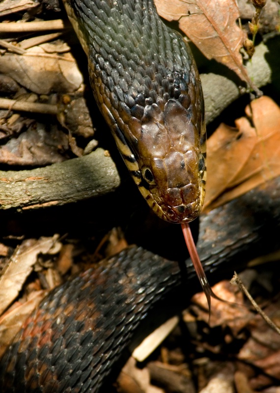 Banded water snake - ID: 10316906 © Michael Cenci