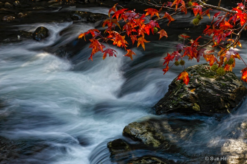 Rushing Water and Red Leaves