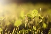 Green & Gold