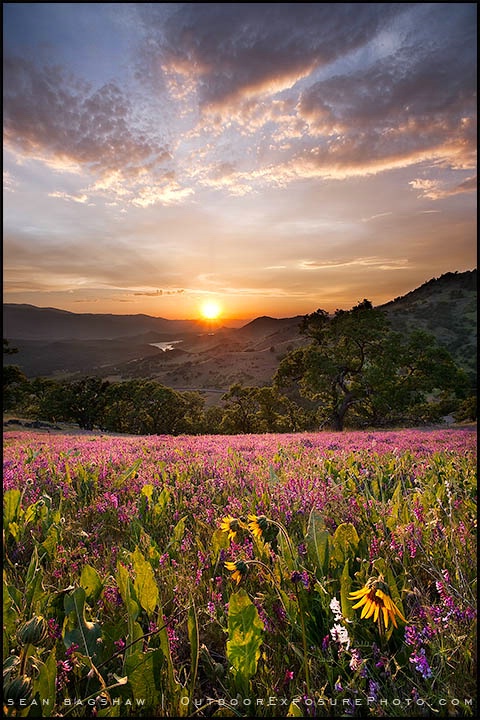 Greensprings Sunset II