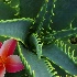 © Fax Sinclair PhotoID # 10318754: Plumeria Aloe 3 
