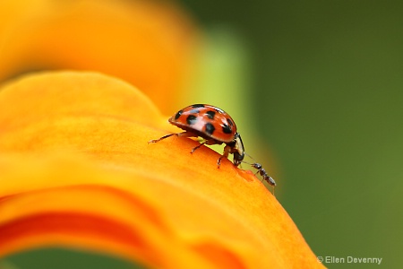 The Lady and the Ant