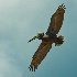 2d700 10952 Soaring Pelican - ID: 10320577 © Joseph D. Hancock