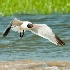 2d700 11243 Laughing Gull - ID: 10320583 © Joseph D. Hancock