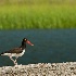 2d700 11292 Oyster Catcher - ID: 10320605 © Joseph D. Hancock