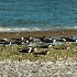 2d700 11390 March of the Skimmers - ID: 10320611 © Joseph D. Hancock
