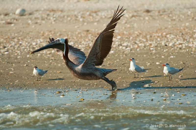 d700 11728 In Flight? - ID: 10320637 © Joseph D. Hancock